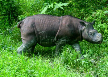 dicerorhinus sumatrensis